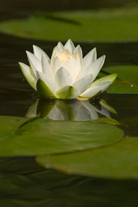 water-lily-1