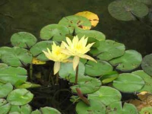 water_lily02 yellow_