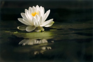 WaterLily082