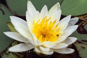 white-water-lily_390