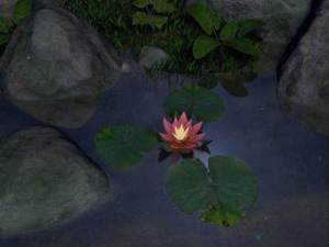 water_lily a