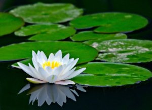 white_water_lily_pad