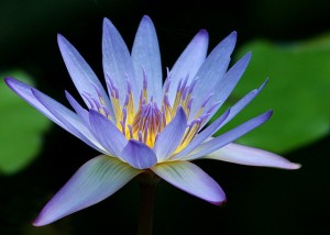 blue_water_lily