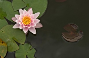 pink_water_lily_flower